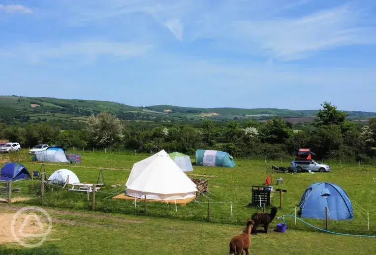 Camping field with alpacas