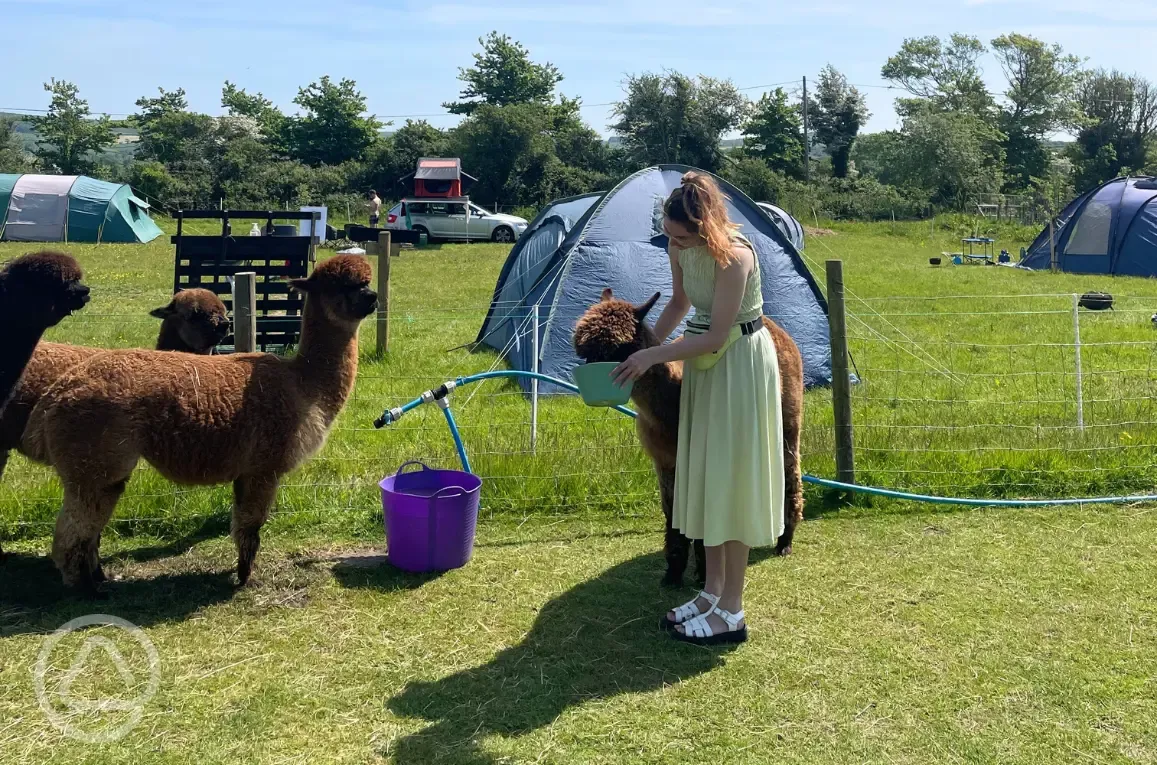 Camping with alpacas