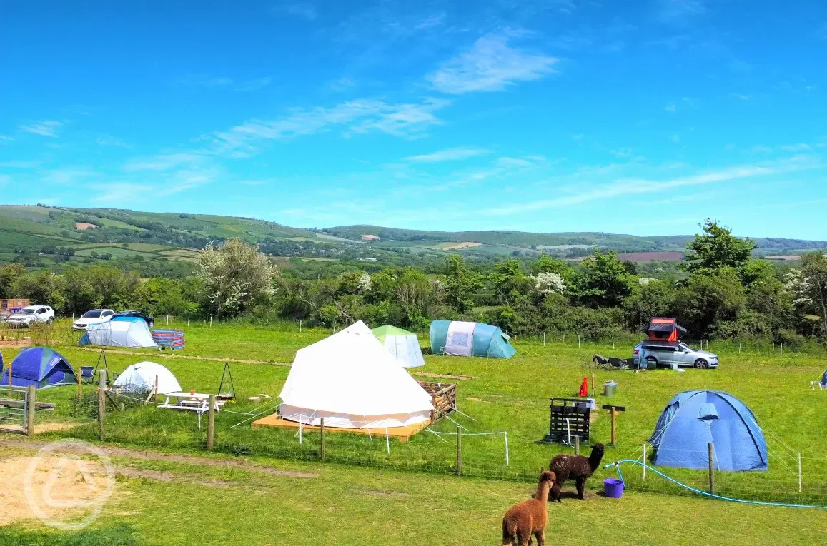 Non electric grass pitches next to the alpacas