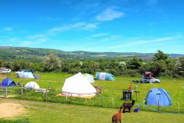 Non electric grass pitches next to the alpacas at Flowerdew Farm