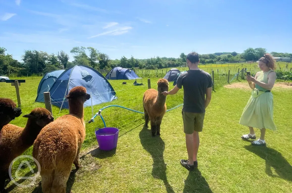 Meet the alpacas