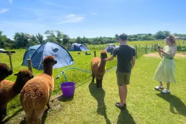 Meet the alpacas onsite at Flowerdew Farm