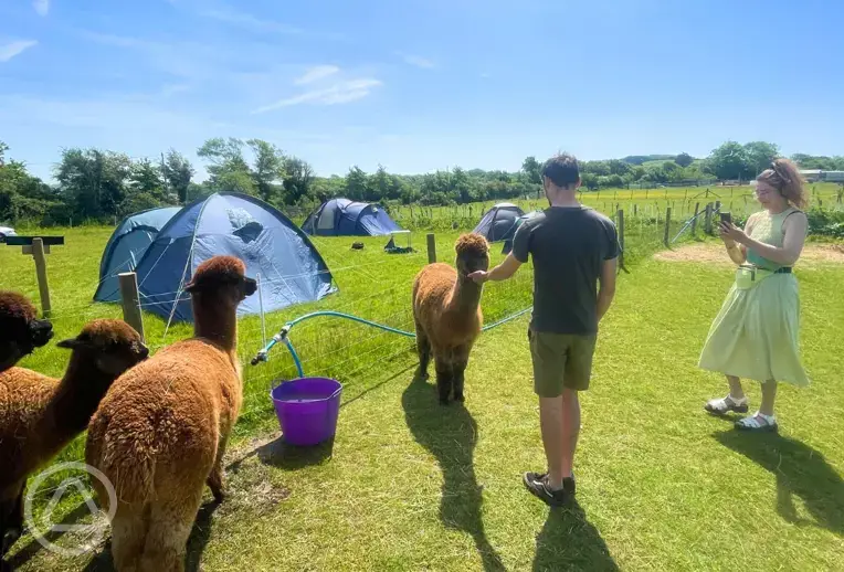 Meet the alpacas