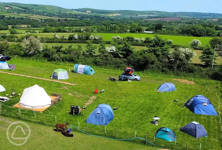 Aerial of the camping field and alpacas at Flowerdew Farm