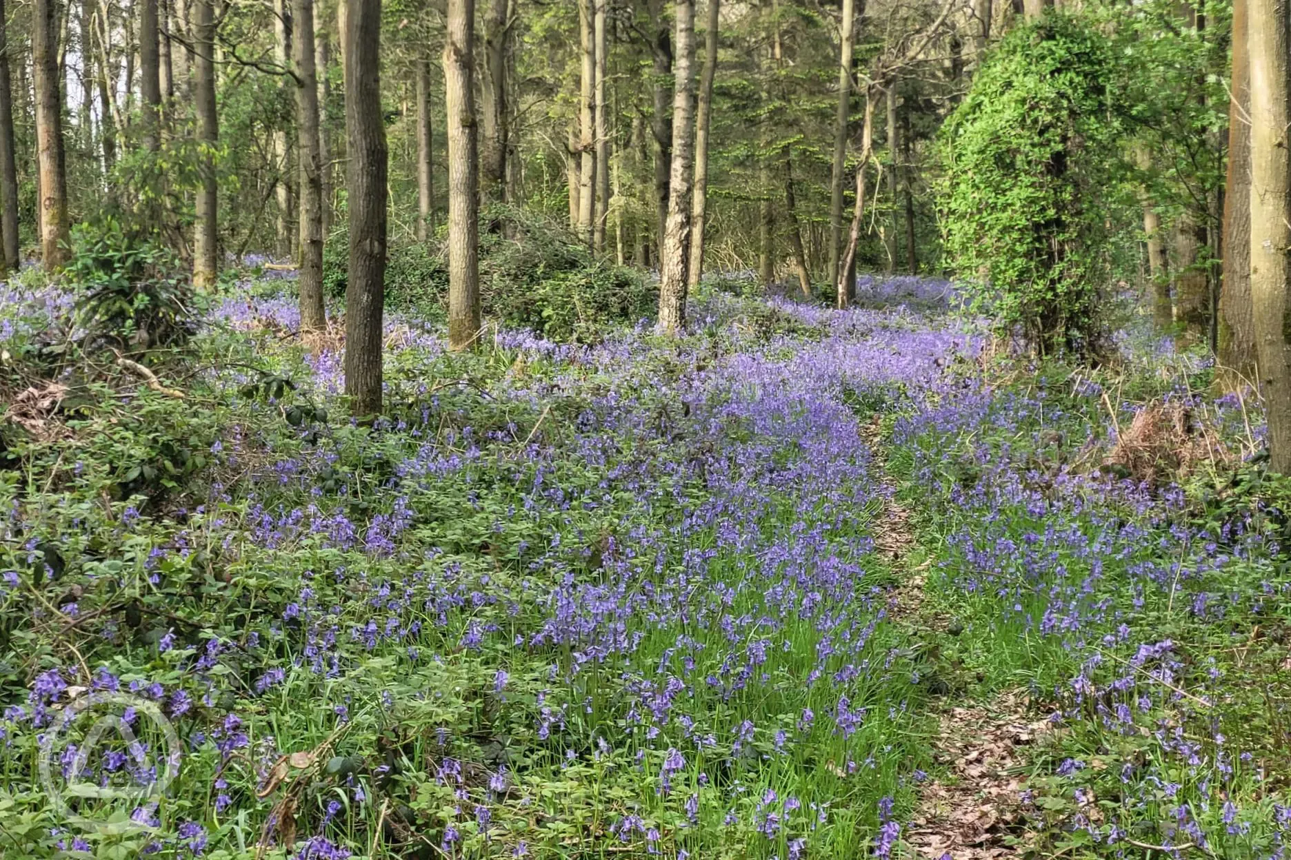 Bluebell Walk adjacent to the site In Bloom NOW April-May