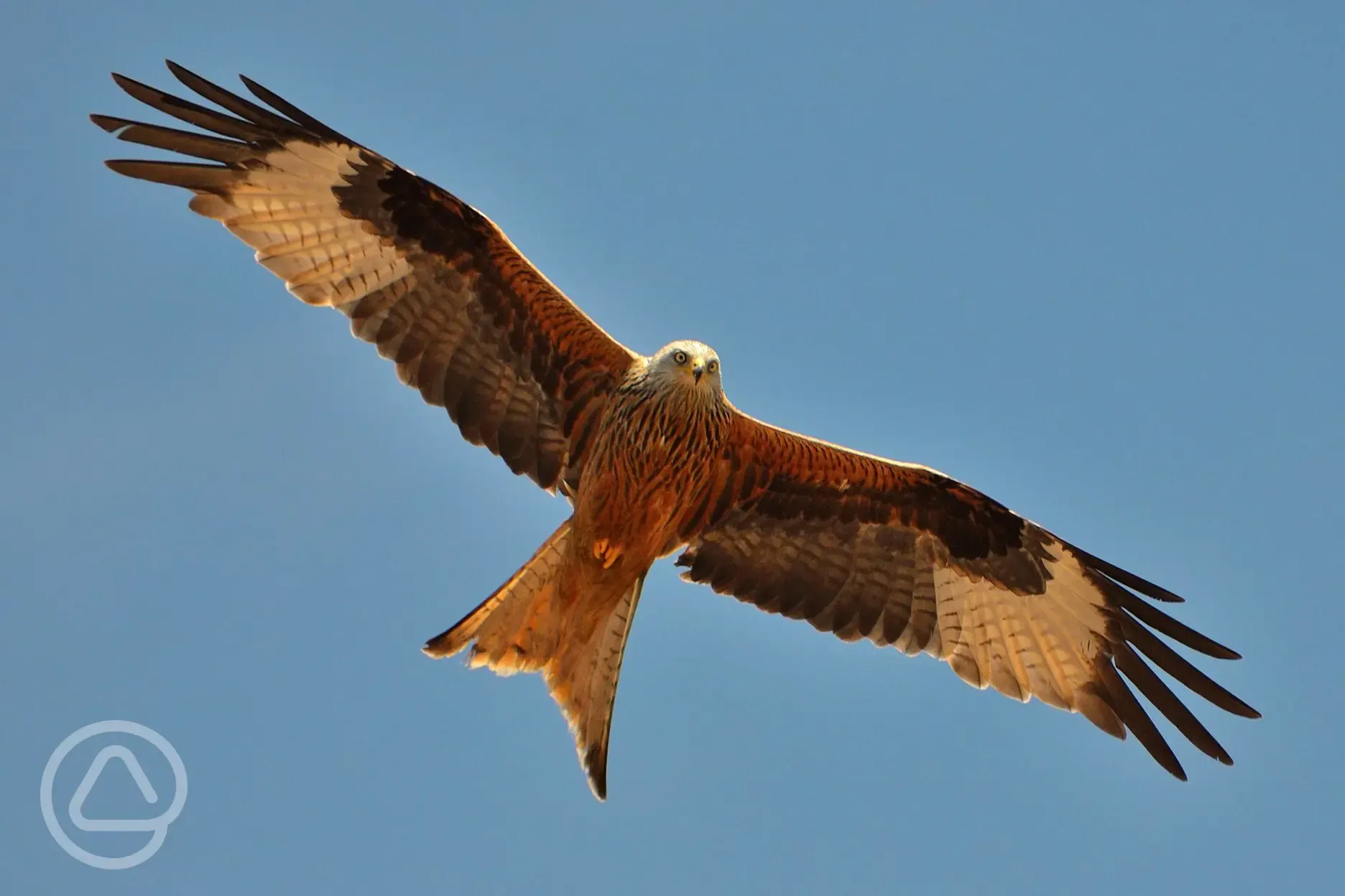 Red-kites and Buzzards regular visitors.