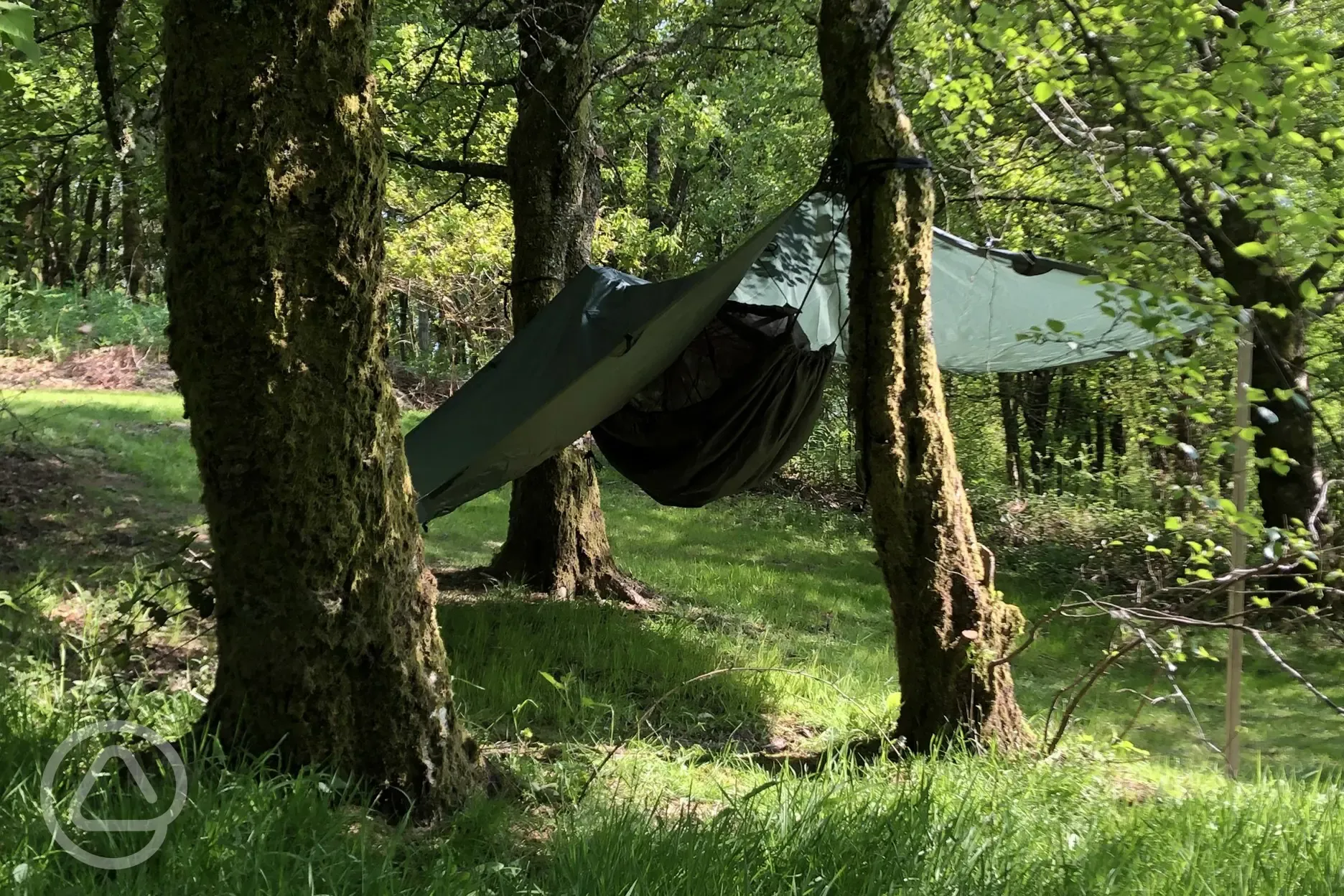 Non electric grass tent pitches - hammocks welcome