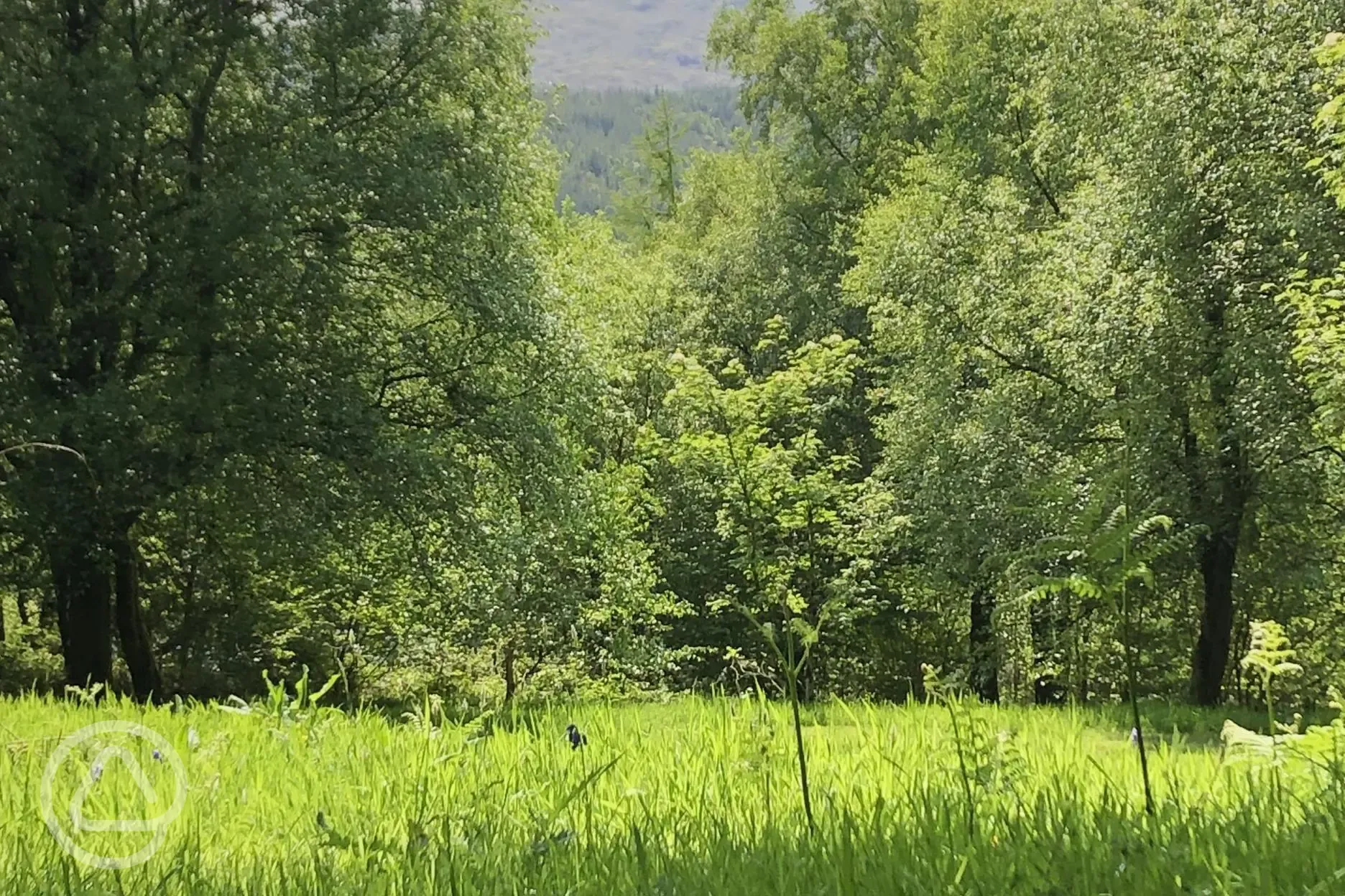 Non electric grass tent pitches with mountain views