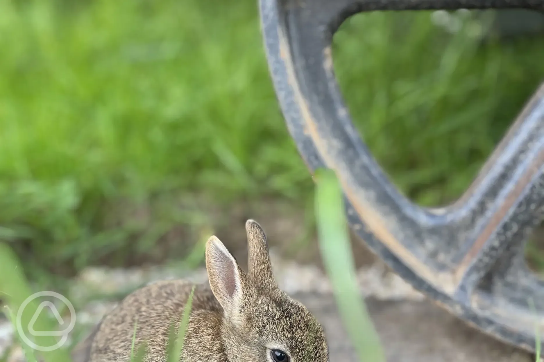 Rabbit by the Shepherd's Hut wheel