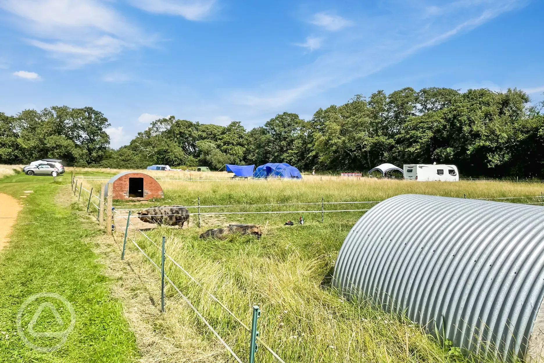 Non electric grass tent pitches and neighbouring pigs