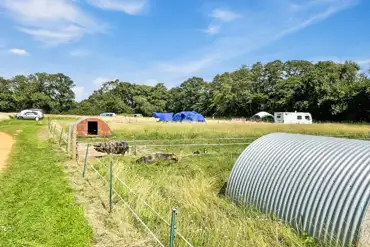 Non electric grass tent pitches and neighbouring pigs