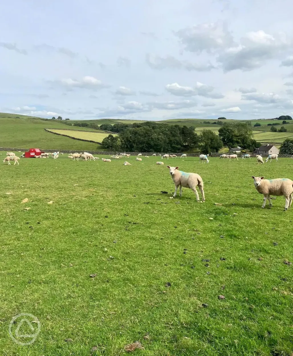 Sheep in field