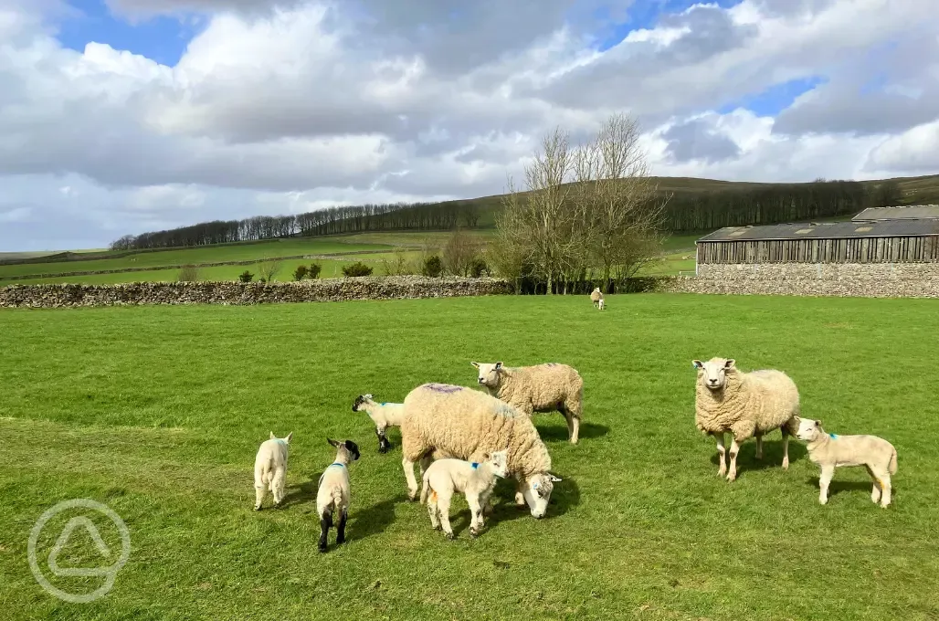 Sheep in field