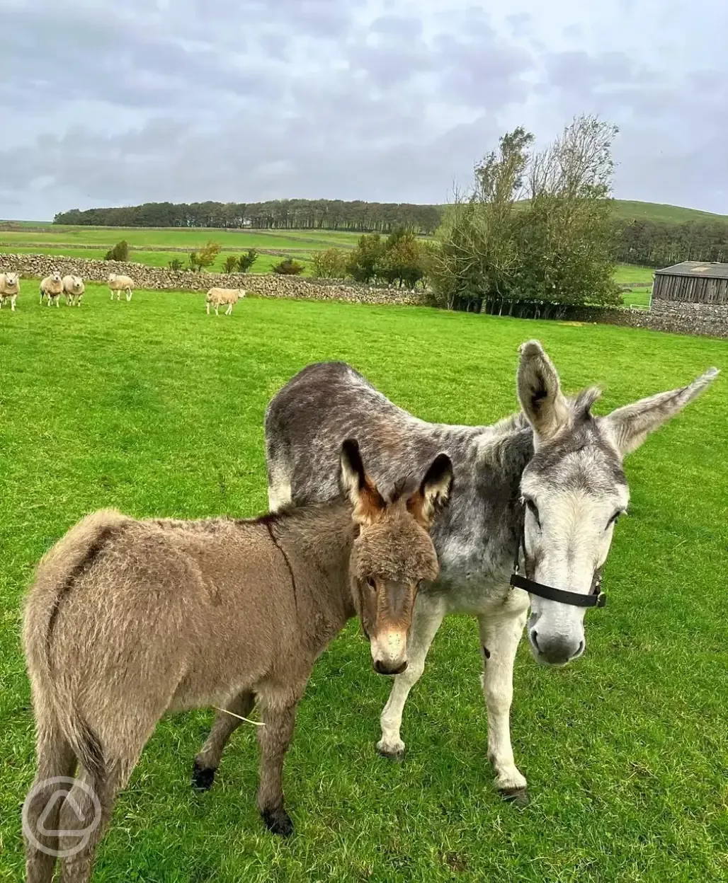 Donkeys