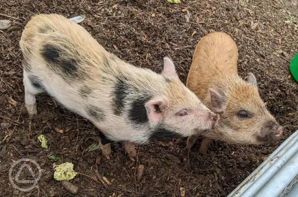 Pigs on the farm