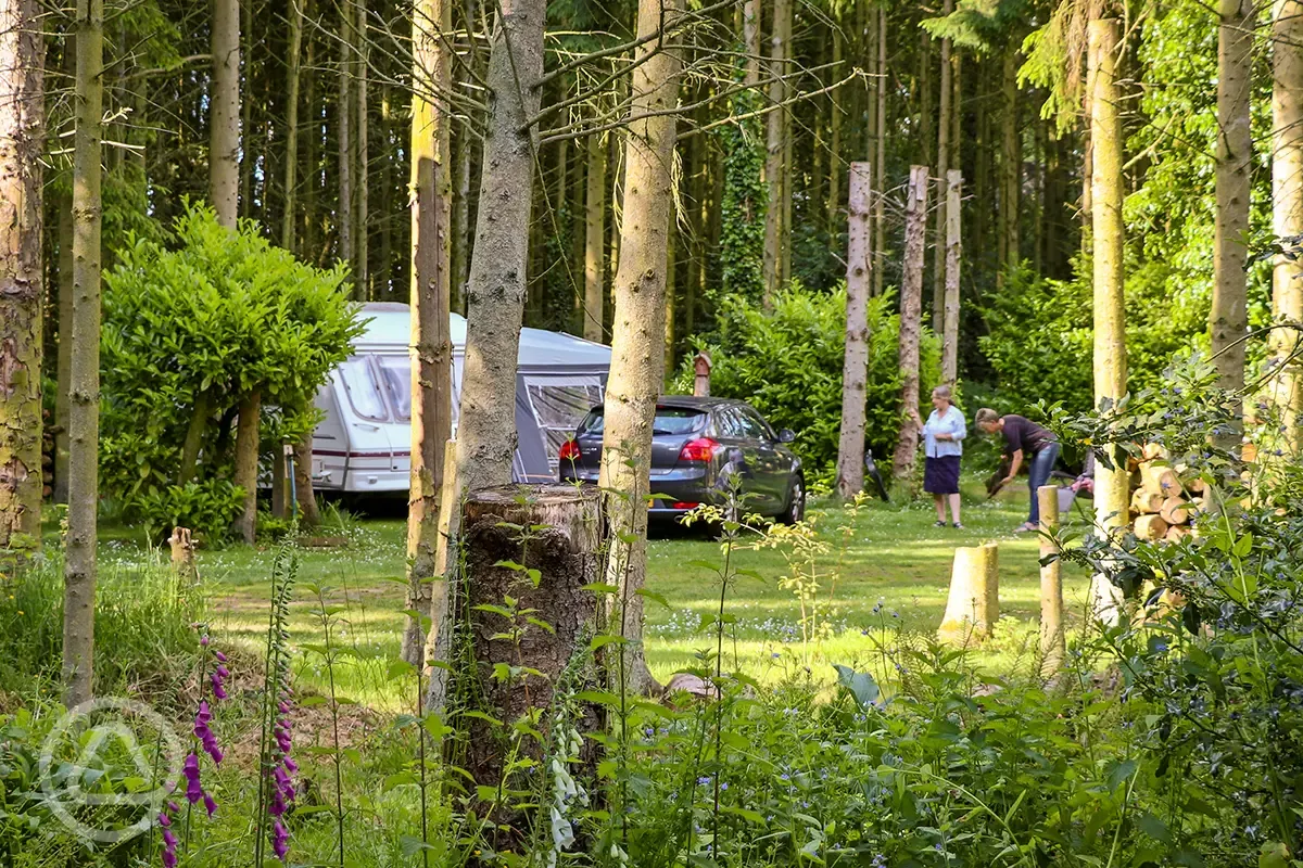 Galley hill farm woodland