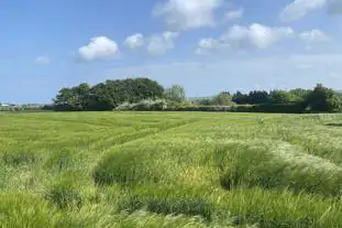 Roe Deer Meadow at Carr House Farm, Cayton Bay, Scarborough, North Yorkshire