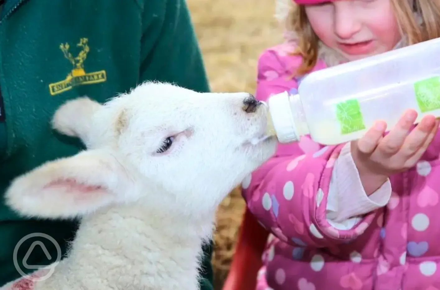 Lamb feeding