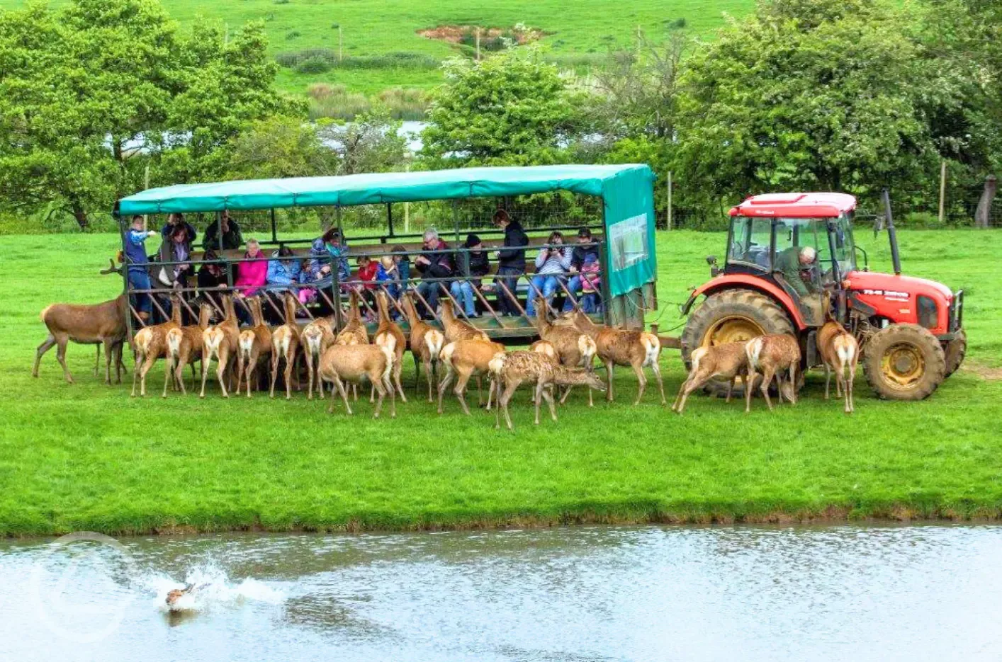 Deer safari rides