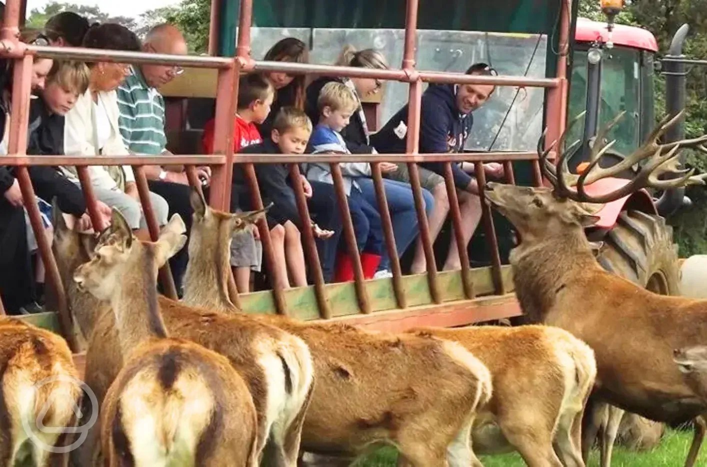 Deer feeding safari