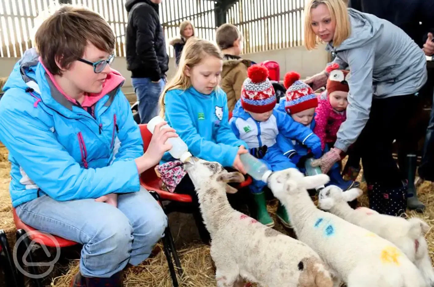 Lamb feeding