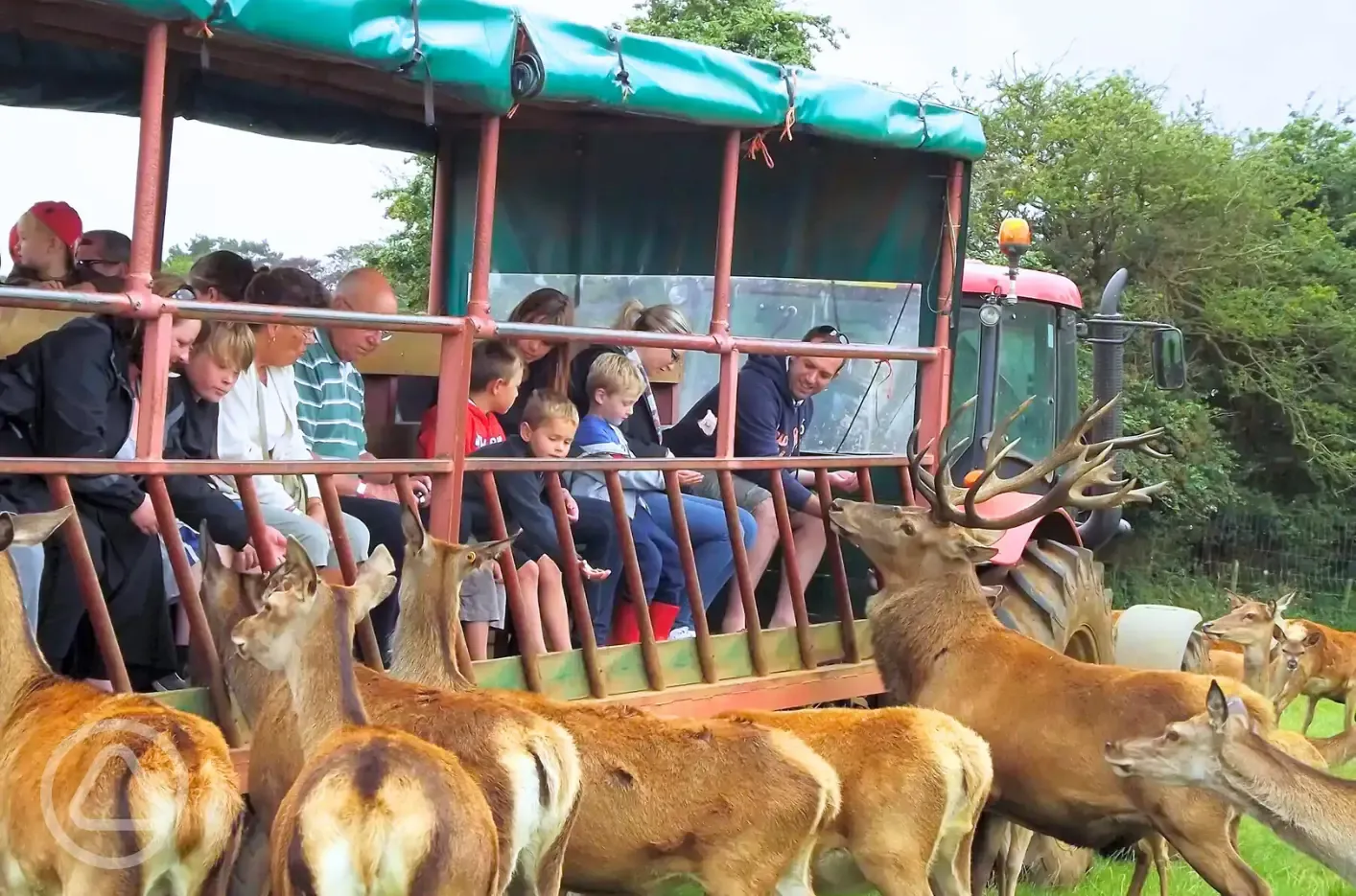 Deer feeding safari