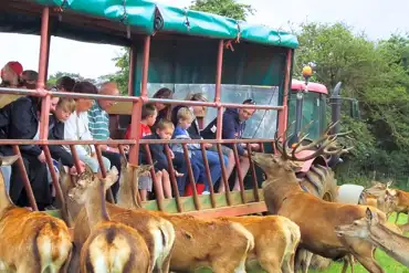 Deer feeding safari