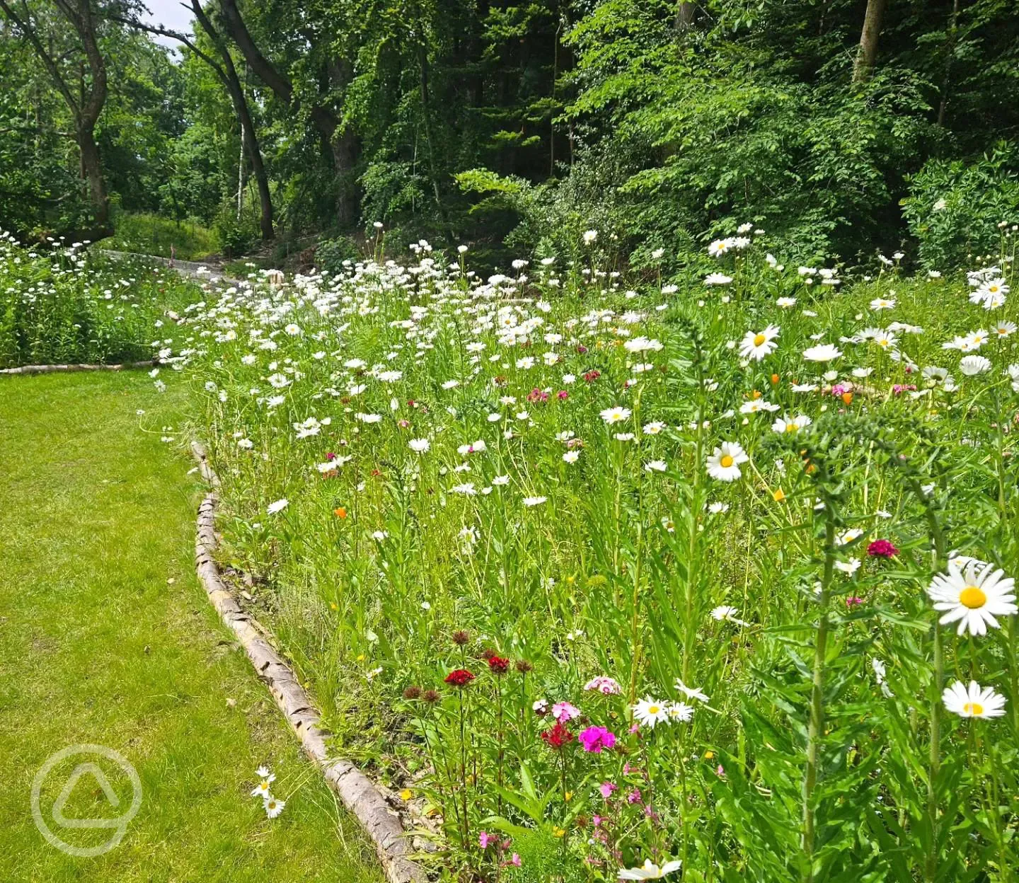 Wildflowers by the non electric grass pitches