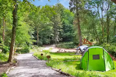 Tree Tops and Train Tracks Tree Tops and Train Tracks