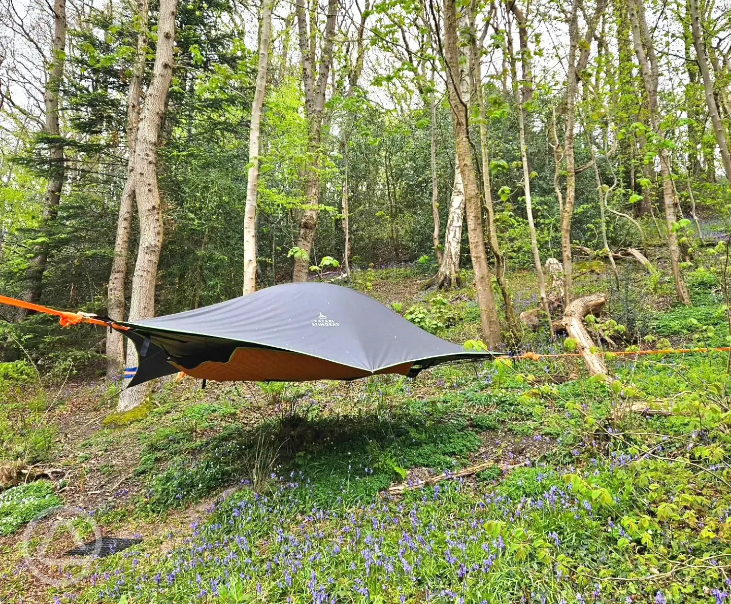 The Swallow tree tent