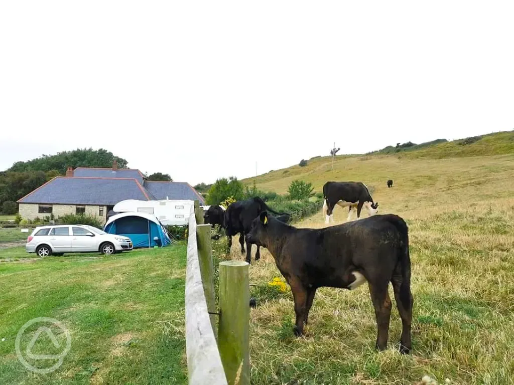 Grass and hardstanding pitches (optional electric) next to horse field