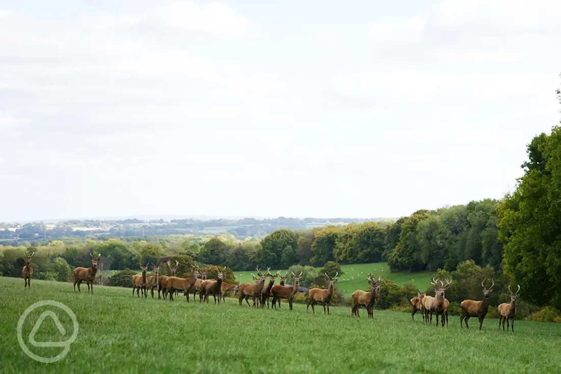 Visiting deer