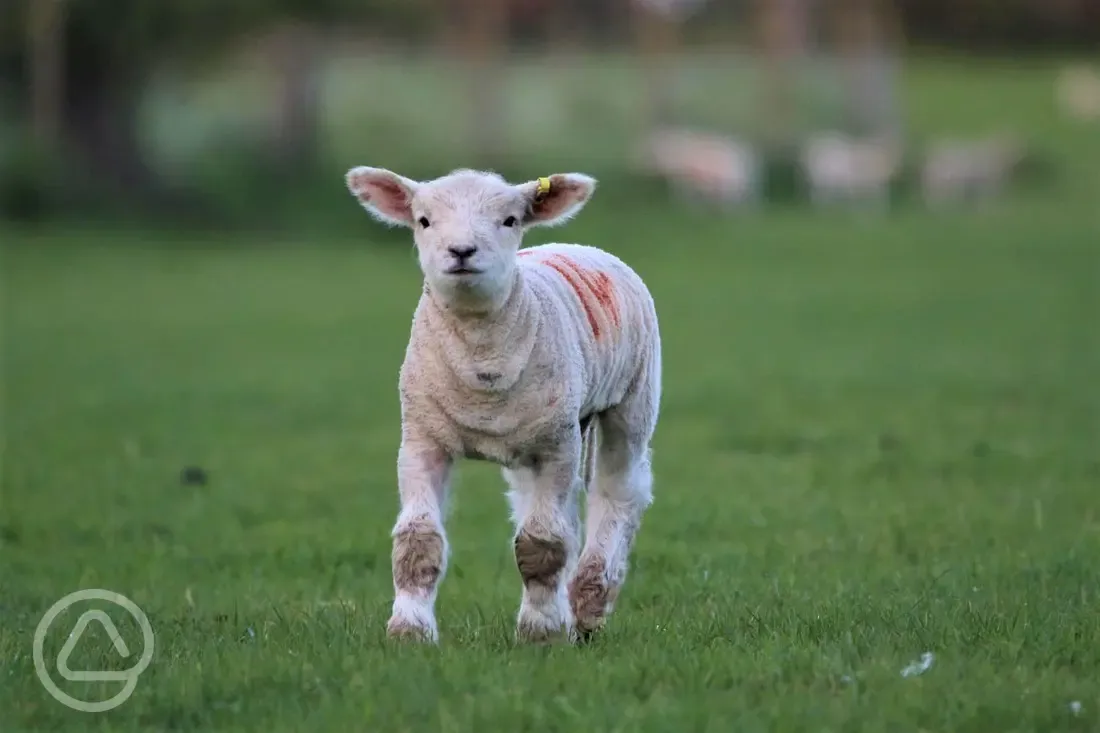 Lambs onsite