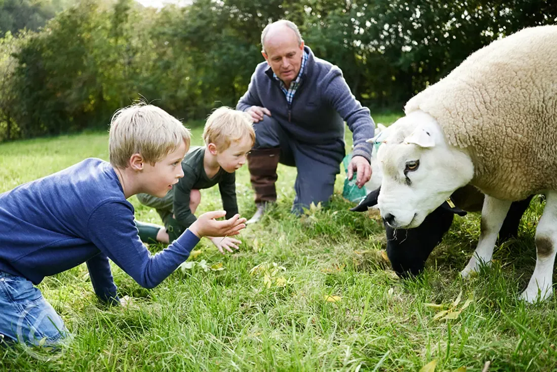 Meet the farm animals