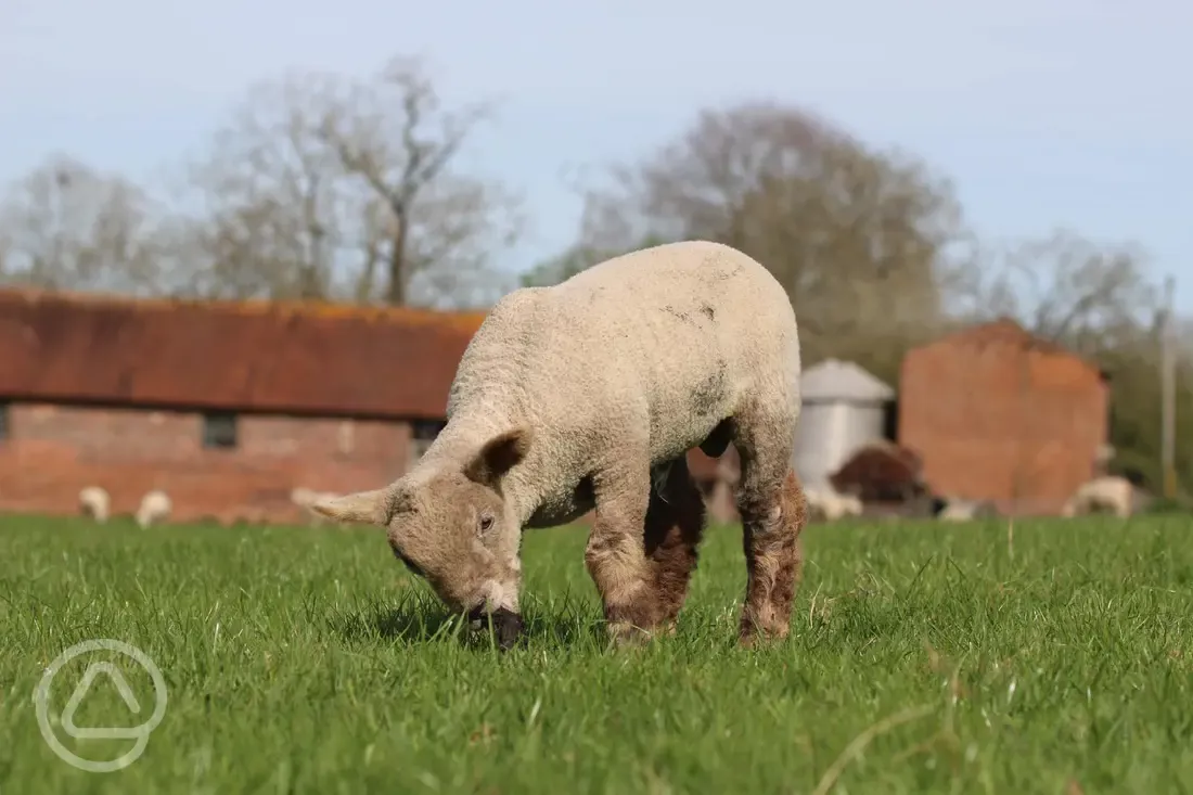 Lambs onsite