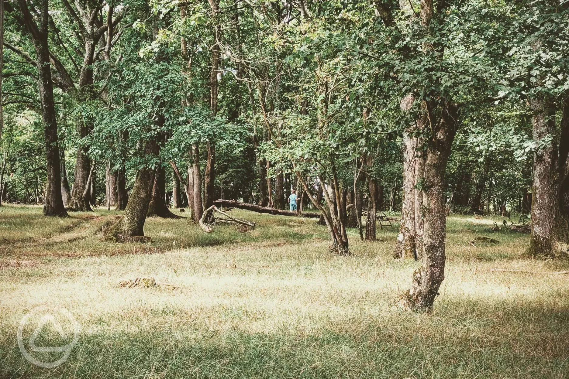 Woods