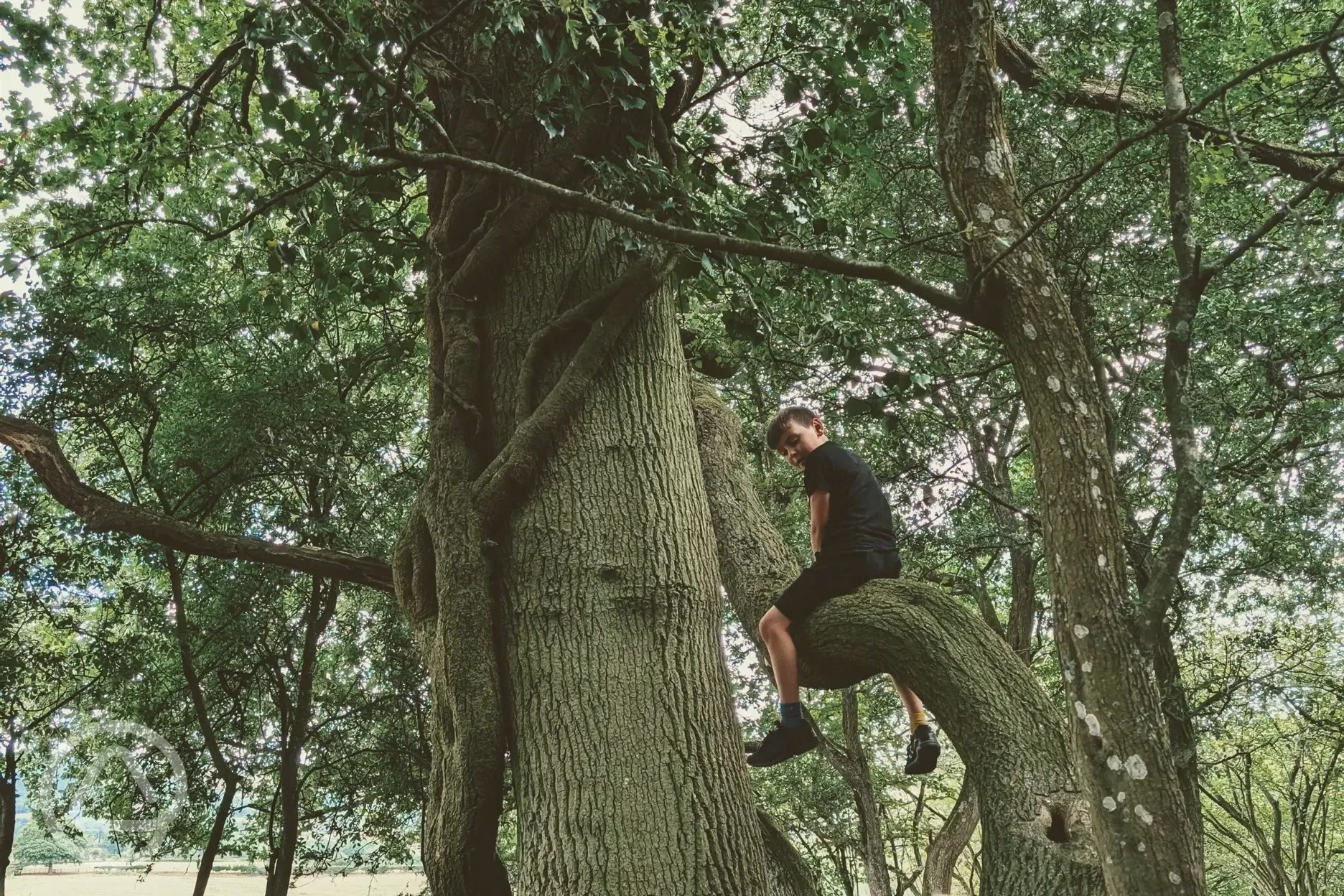 Tree Climbing