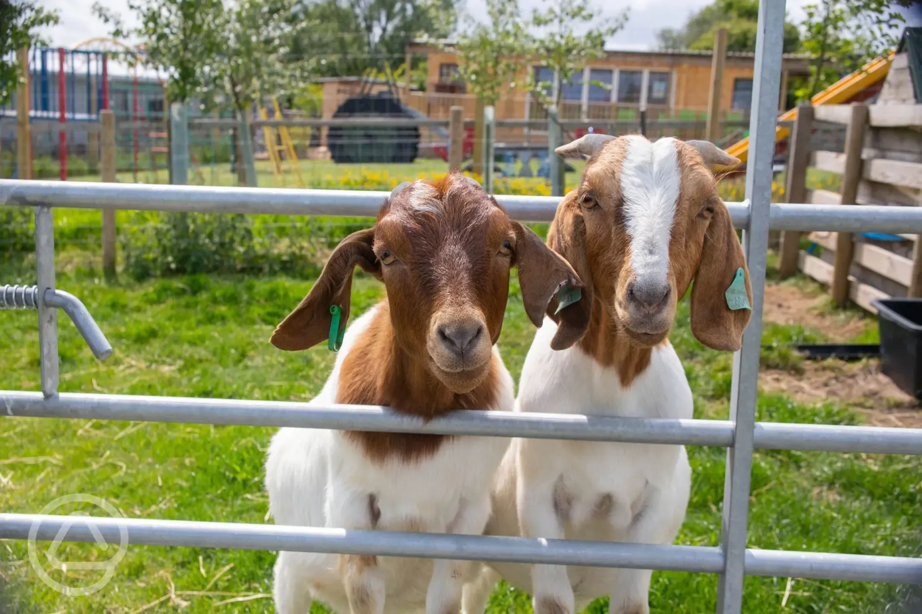The Paddocks (open daily 10.30am to 3pm) with animals to feed