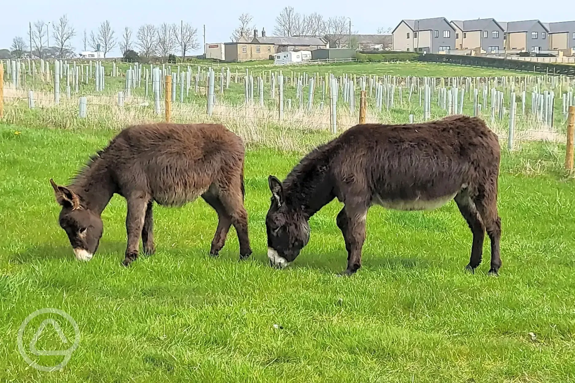 The Paddocks (open daily) with animals including donkeys