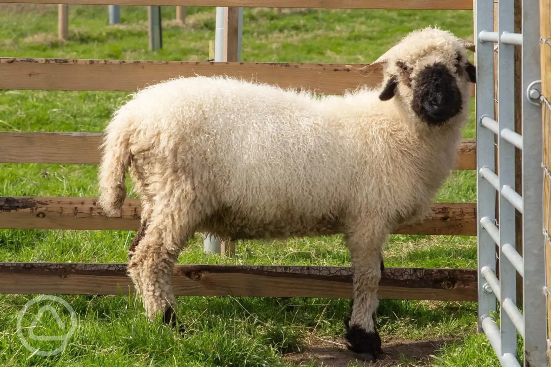 The Paddocks (open daily) with animals including sheep