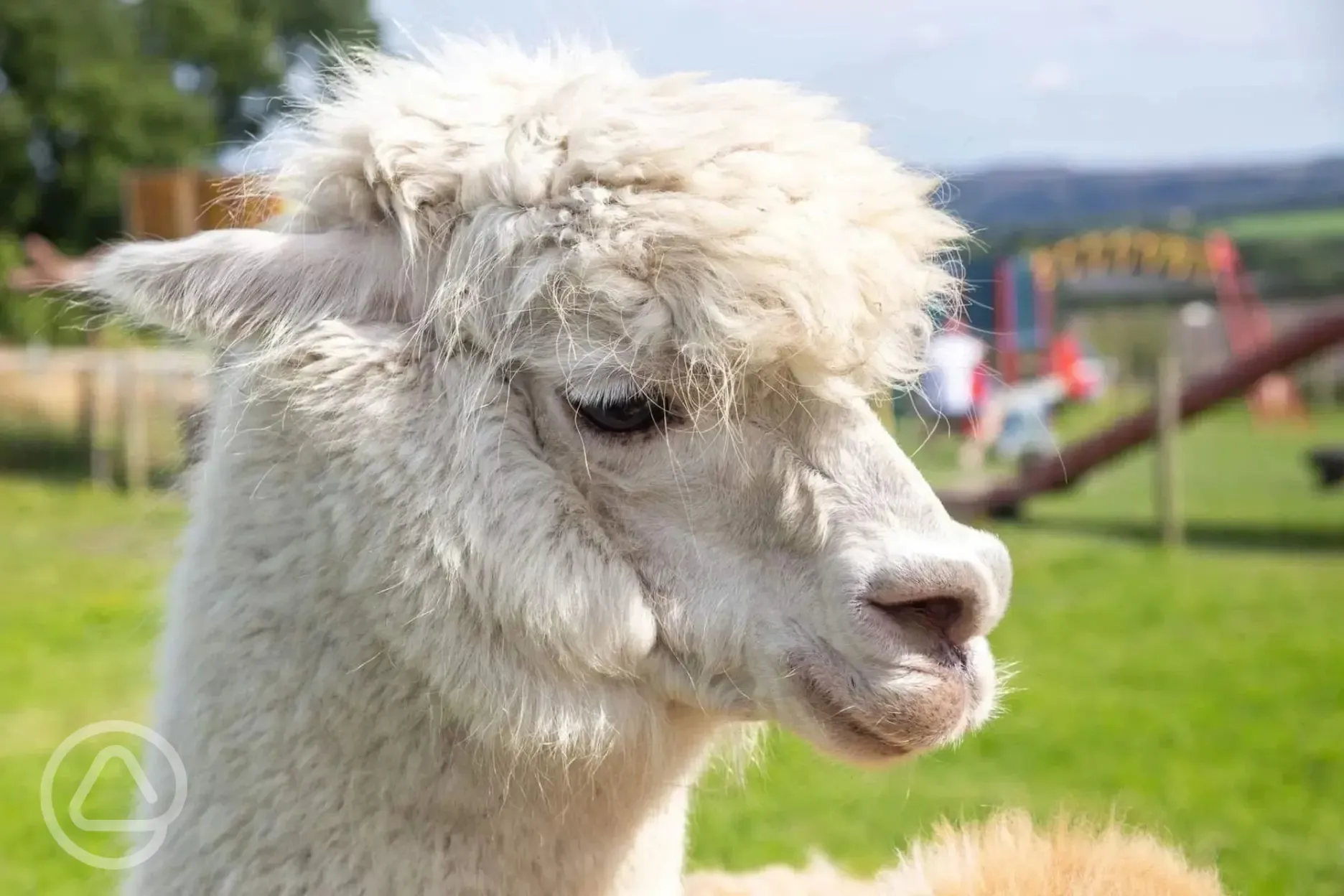 The Paddocks (open daily) with animals including alpacas