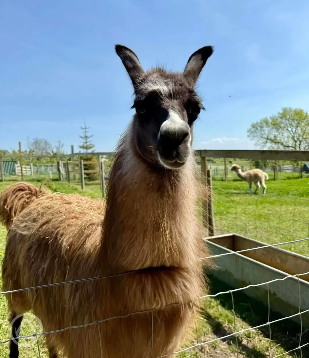 The Paddocks (open daily) with animals including alpacas