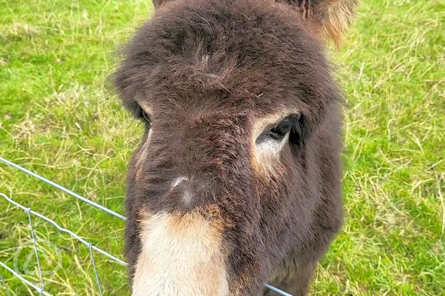 The Paddocks (open daily) with animals including donkeys