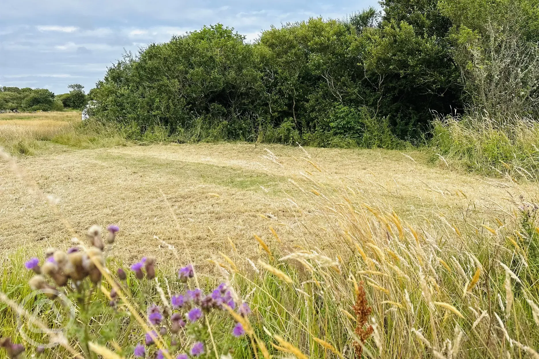 Luna grass pitch