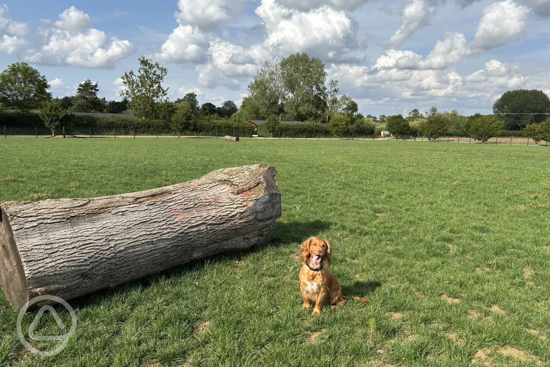 Dog exercise field