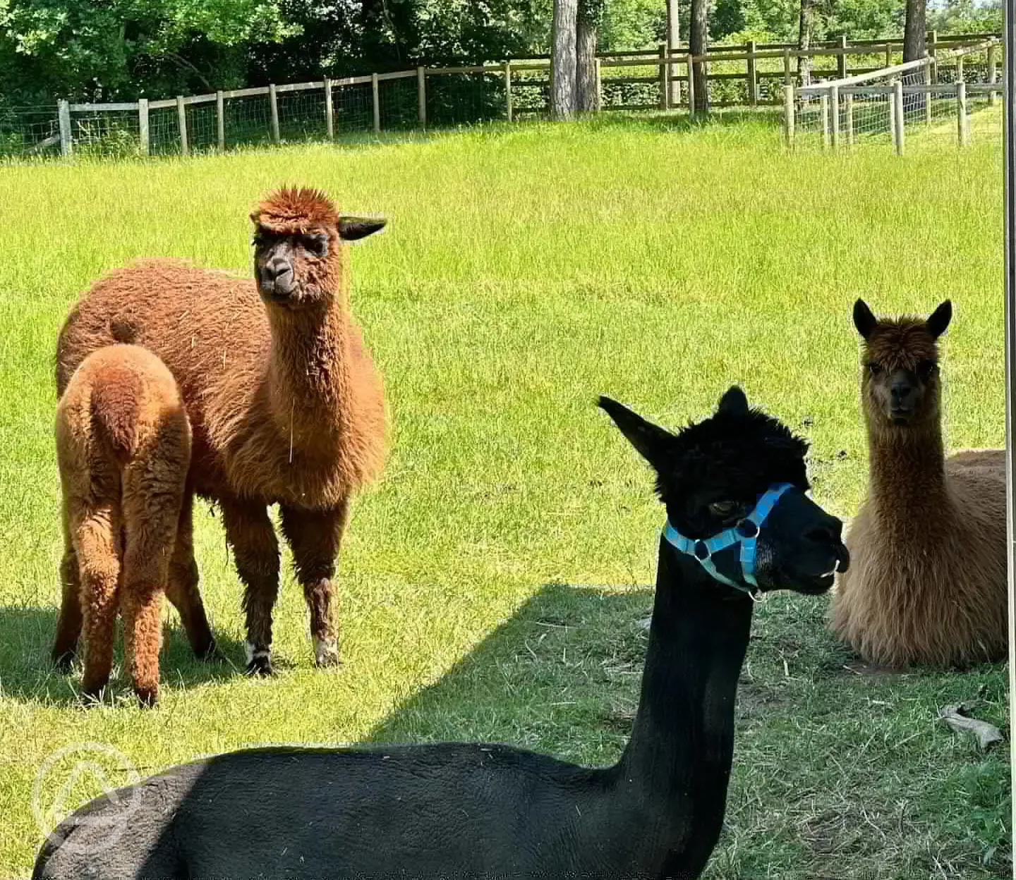 Alpacas to meet at The Cob House Countryside Park
