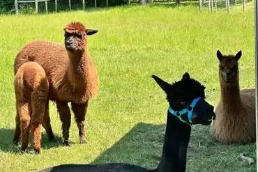 Alpacas to meet at The Cob House Countryside Park