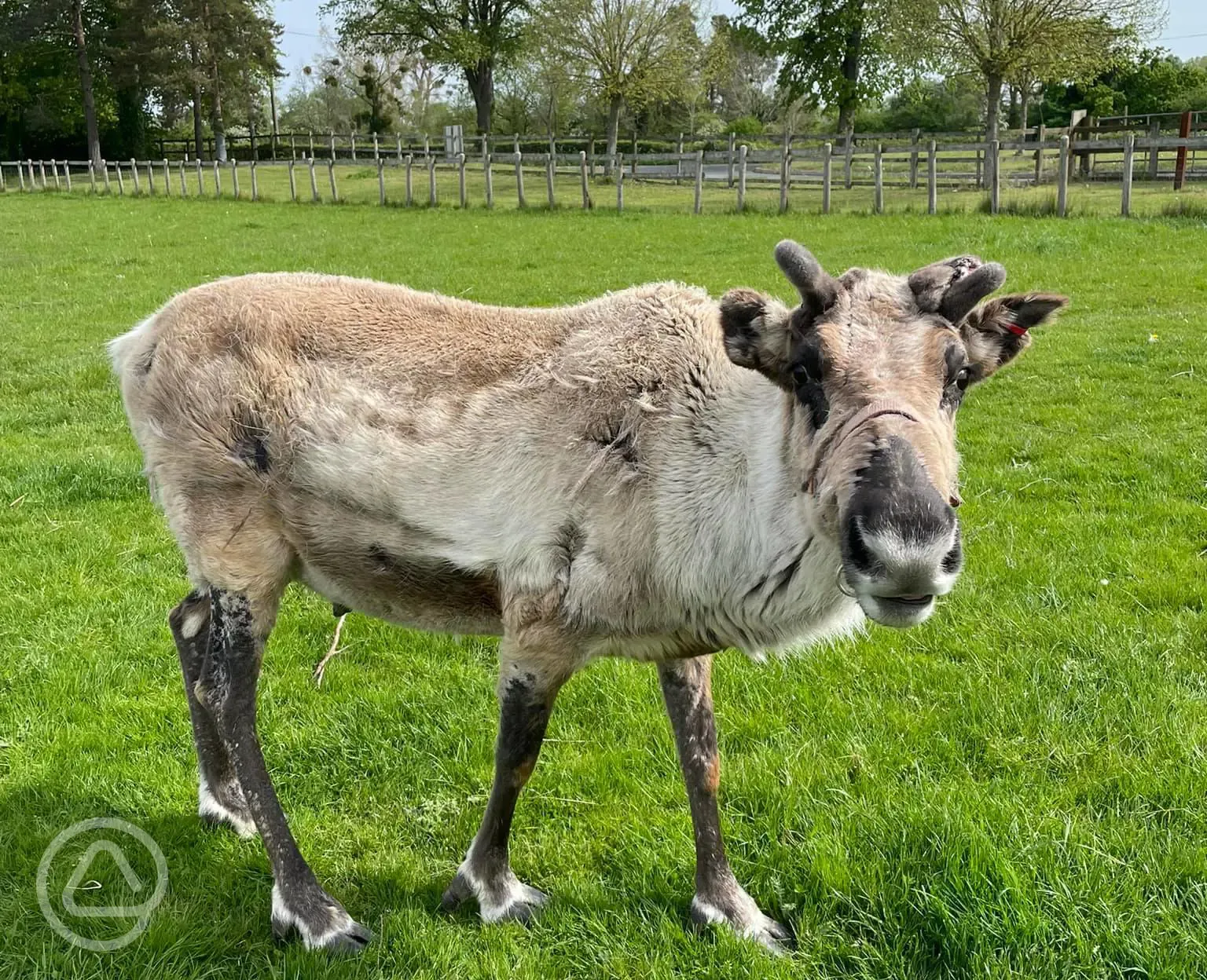 Reindeer