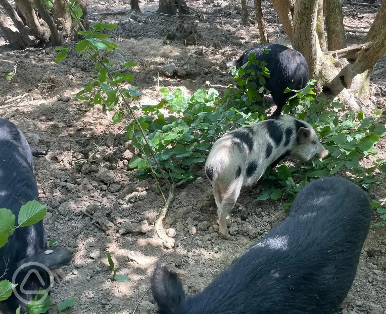Petting farm pigs