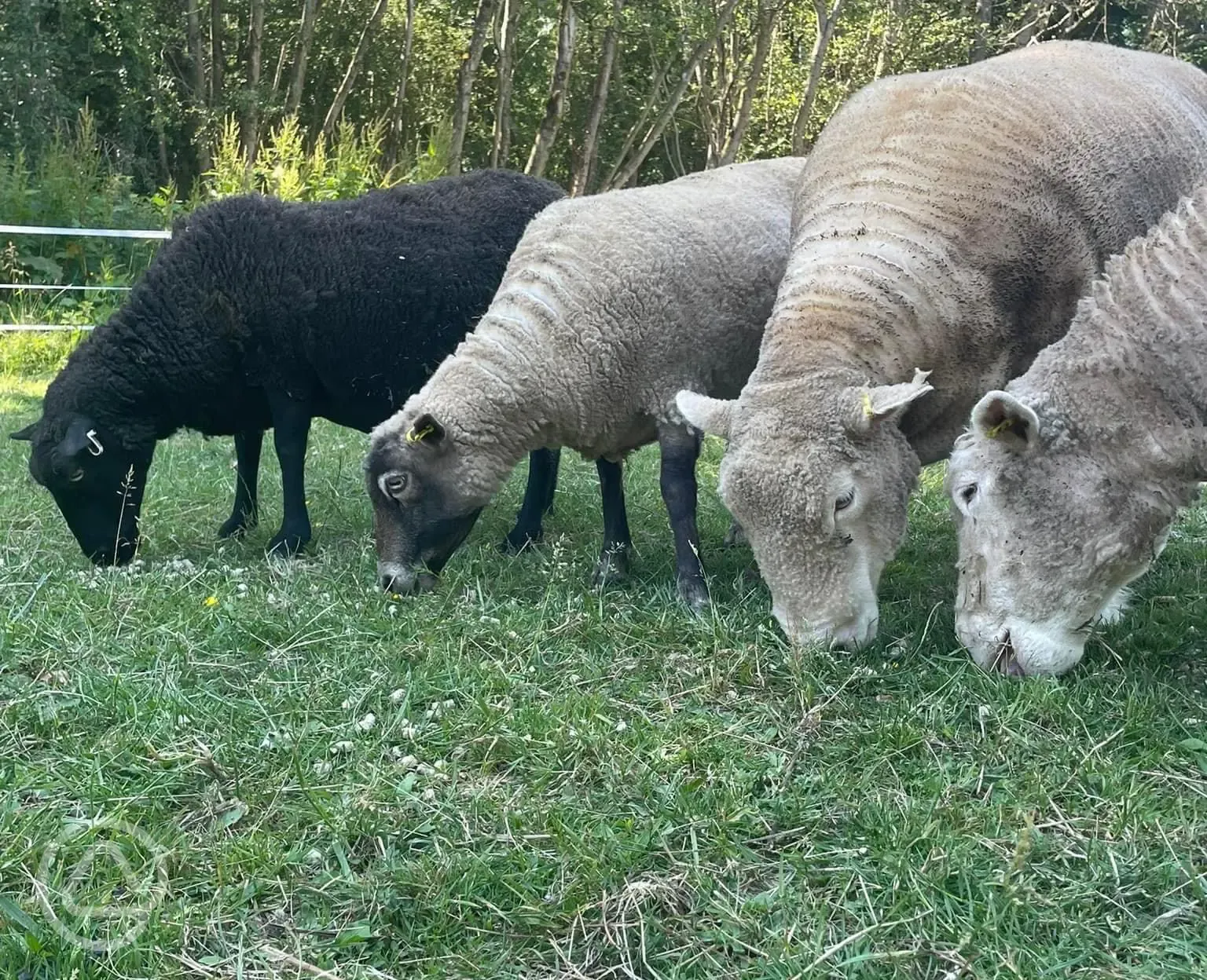 Petting farm sheep